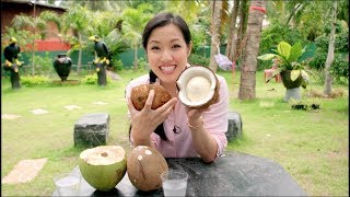 How is Coconut Milk Made?  From Farm to Cans! Mini Documentary