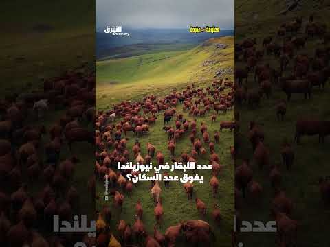تفوق عدد الأبقار على عدد السكان