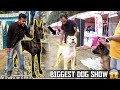 Biggest dog show in haryana  karnal dog show 