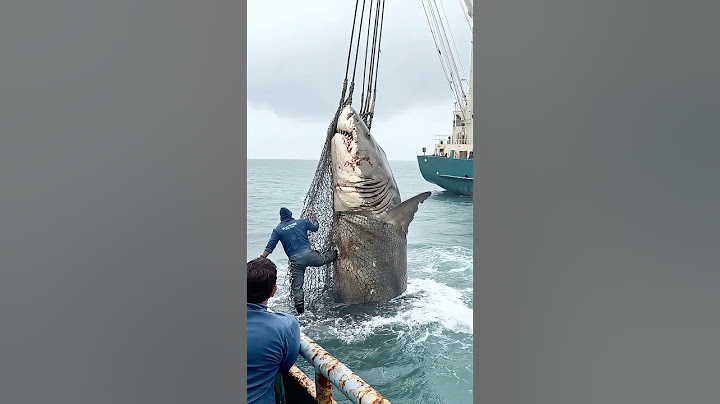 Massive Shark Caught! Crew Battles the Beast with Giant Net 🦈💥⚓ #DeepSeaMonster #FishingAction