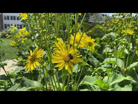 Wideo: Co to jest roślina kubkowa – informacje o warunkach uprawy roślin kubkowych