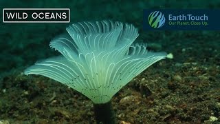 Feather duster worm emerges from hideout Boasting hypnotic plumes of tentacles and hideouts made of sand, shell and mucus, this strange underwater creature is a feather duster worm! The tentacles are used to trap plankton – the worm's favourite snack!

Subscribe to Earth Touch now for more amazing nature http://goo.gl/thjT7W

Earth Touch News Network 
http://www.earthtouchnews.com
