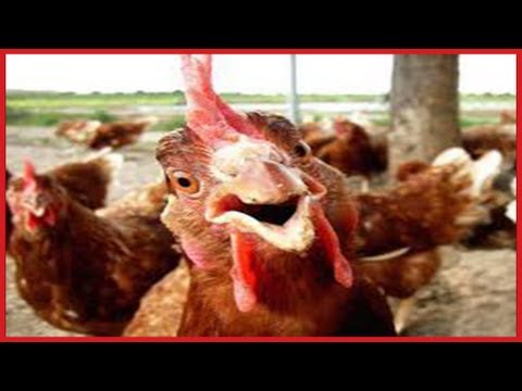 funny-roosters-crowing-compilation-✔