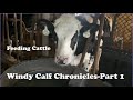 Feeding My Cattle-Windy Calf Chronicles Part 1