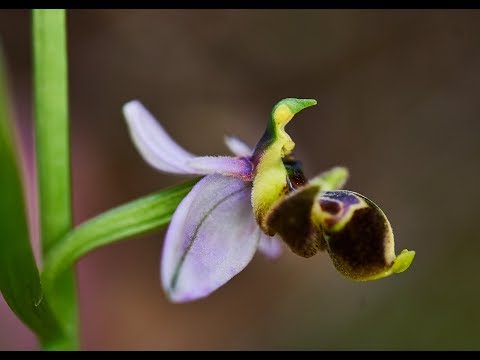 Vídeo: Quines Espècies S’han D’utilitzar A La Primavera