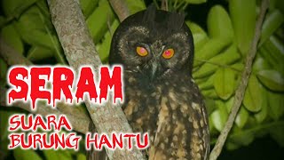 Bikin Merinding‼️ SUARA BURUNG HANTU PALING SERAM - anak kecil auto tidur