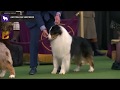 Australian Shepherds | Breed Judging 2020