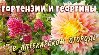 Выставка гортензий в Аптекарском огороде🌸Роскошные георгины🌸 Большая оранжерея обзор🌸