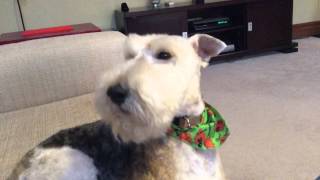 Wire Fox Terrier Hamish sings a song