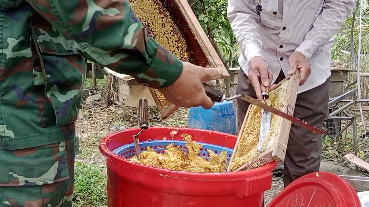 Sau quay phá mới được lứa mật ngon đầu tien 