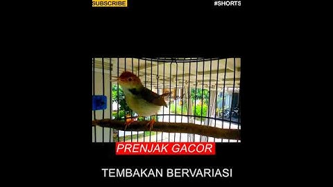 #shorts - Prenjak Gacor - 8 Variasi suara Pancingan Prenjak Lumut - Suara Pikat Prenjak Kepala Merah