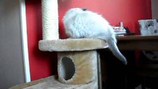 20100313 010.AVI