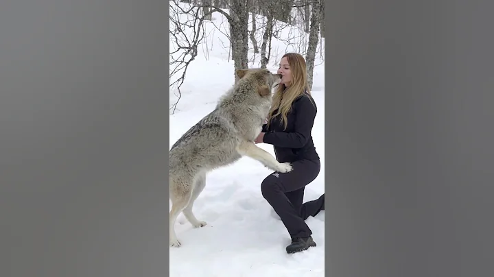 GIRL HOWLS WITH GIANT WOLVES - DayDayNews