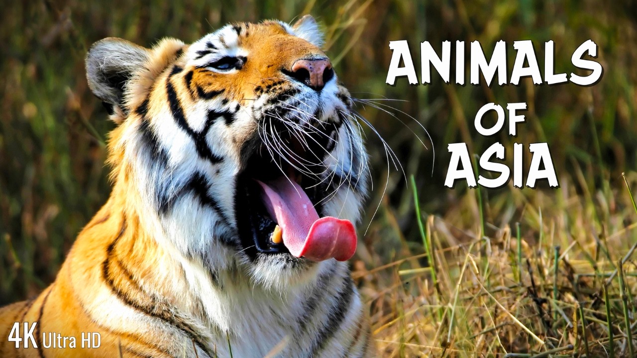 Animals of Asia 4K | Stunning Wildlife & Nature Relaxation Film