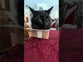 Cat Head in a Box #funnycatvideos #cutecats #funnycat