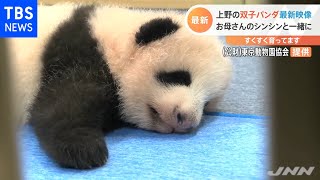 上野の双子の赤ちゃんパンダ 最新映像