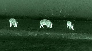 SENOPEX S7 LRF and 308 Winchester vs. WILD BOAR #hoghunting #nightvision #thermal