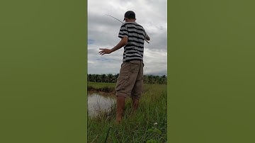 câu lure cá lóc săn cá lóc khủng