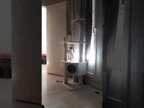 Arbre A Chat Zolia Luna 135cm Zoomalia Youtube Arbre A Chat Zolia Luna 135cm Zoomalia Youtube