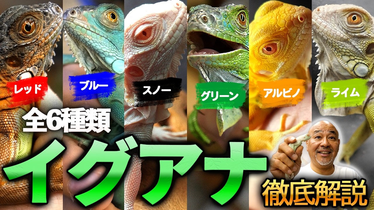 Are they all the same species!?] A Thorough Guide to 6 Different