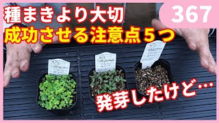 初心者のための種まき完全マニュアル4 種まき後の管理について by 園芸チャンネル 367園芸 ガーデニング 初心者