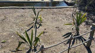 New Sabal minor plantings at the U.S. Botanic Garden, D.C.
