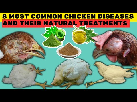 8 MOST COMMON DISEASES OF CHICKEN u0026 THEIR NATURAL TREATMENTS | 100% Recovery by using these TREATS
