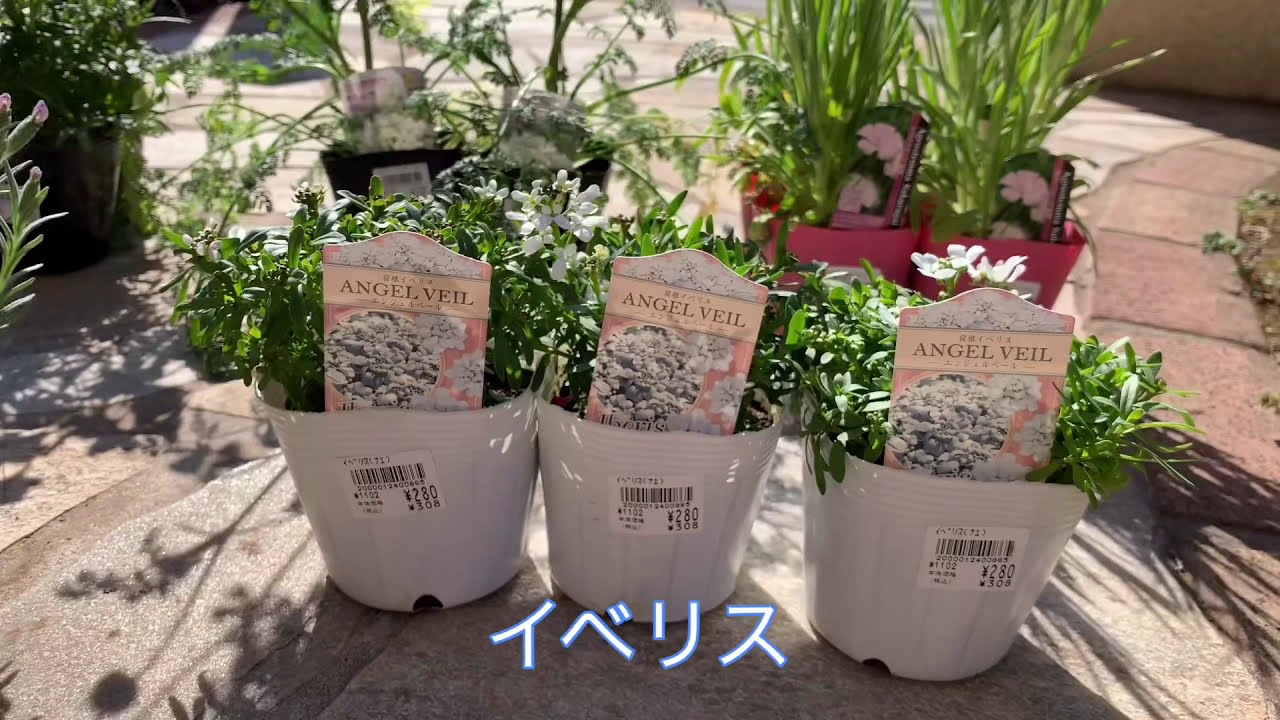 花苗の植え付け作業 ガーデニング 年3月6日 花いっぱいの庭づくり Youtube