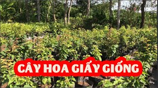 Mua cây giống hoa giấy ở đâu và bao nhiêu tiền 1 cây hoa giấy Liên Hệ: 0988449791