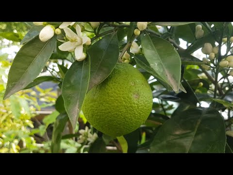 Видео: Присадени ли са портокалово дърво?