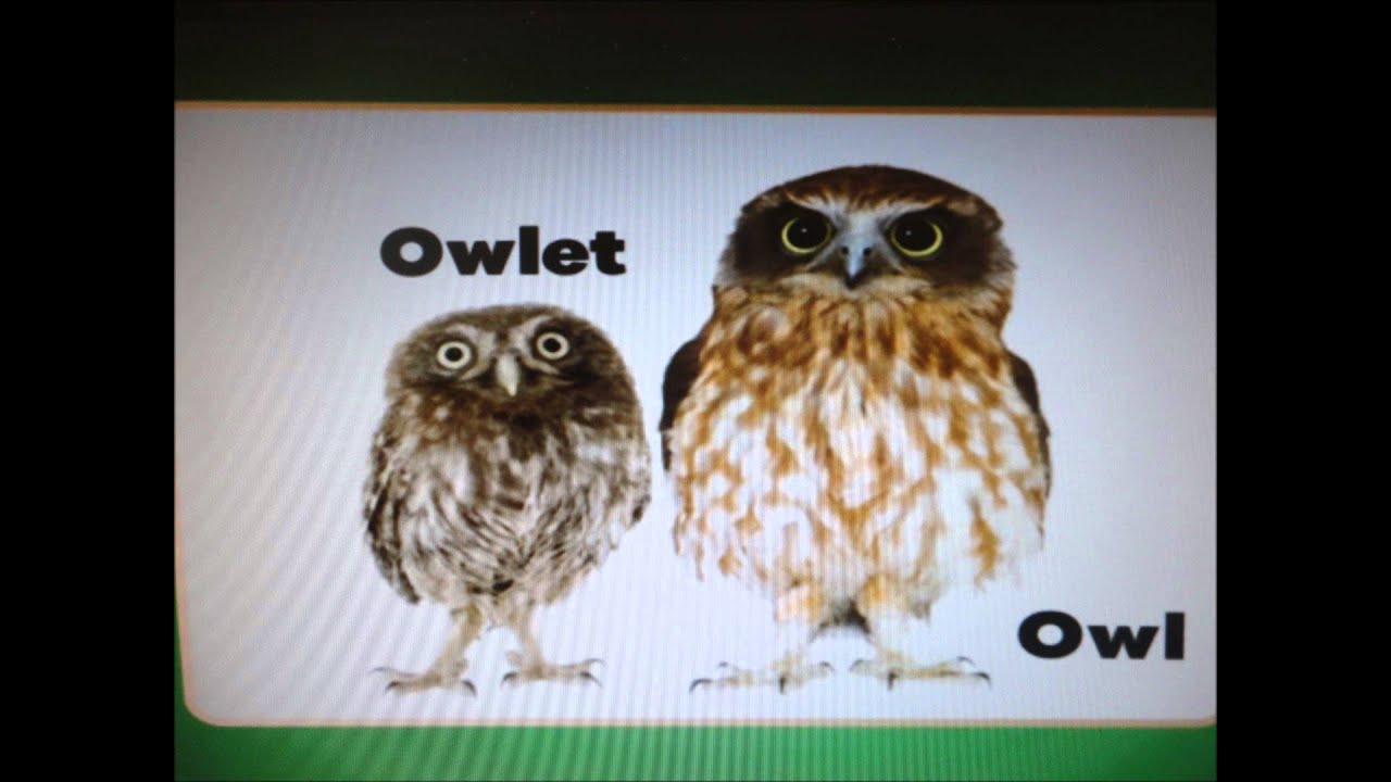 ANIMALS AND THEIR YOUNG ONES - YouTube