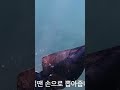 This is how clear the Korean seabed is