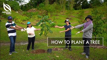 How To Plant A Tree | OneMillionTrees Movement