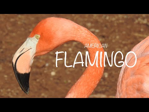American Flamingo Call Sound Flamenco Americano Canto Kuba Flamingo Ruf