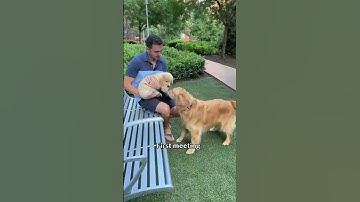 1 month with a puppy in 10 seconds #goldenretriever #puppy