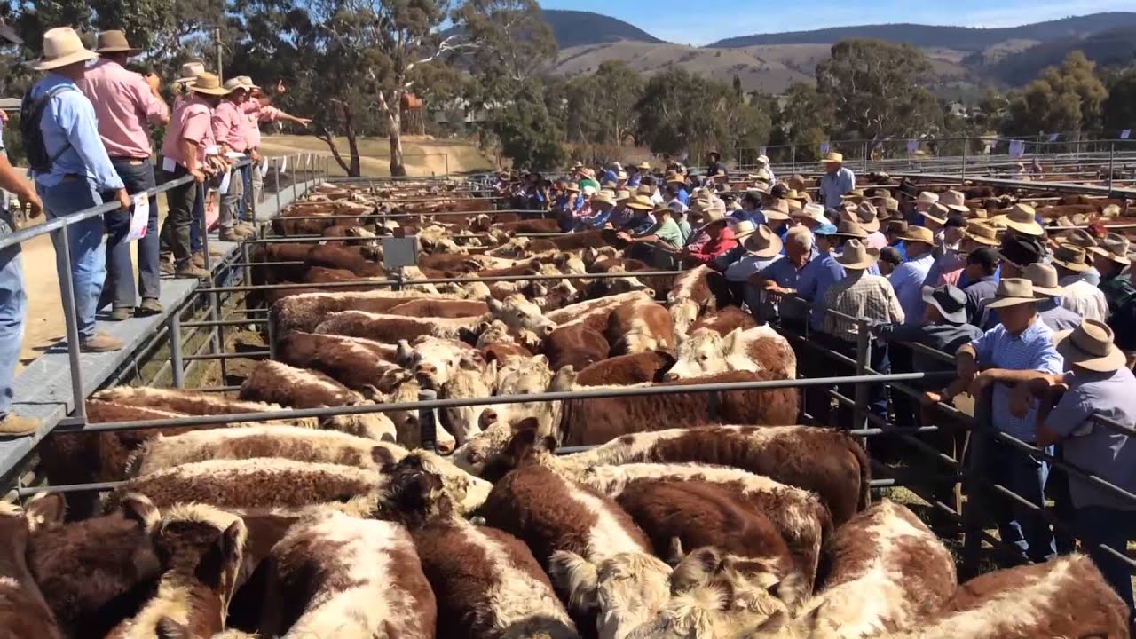 75th mountain calf sales Omeo, Benambra and Ensay YouTube