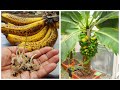 🔴 INCRÍVEL SEMENTES DE BANANA GERMINADAS 😍🌱🍌🍌 VEJA COMO GERMINAR AS SEMENTES DA BANANA MUSA VELUTINA