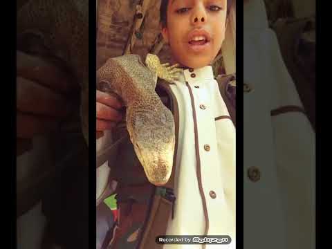 فيديو ولد في صنعاء يحمل ظب كبير