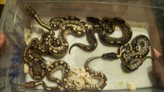 Lesser X Mojave clutch update