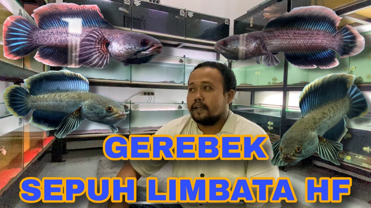 GEREBEK GALERI RATUSAN JUTA‼️ SEPUHH LIMBATA HF‼️ IKAN LIMBATA HARGA PULUHAN JUTA BANYAK DISINI‼️🔥🔥