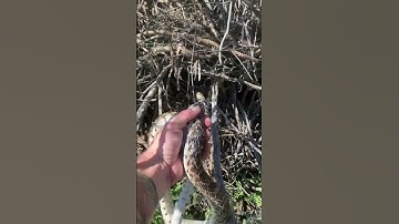 Gophersnake Release