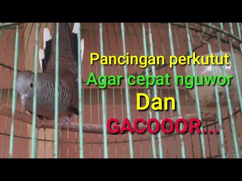 Perkutut Bangkok Sekali Pancing Langsung Manggung Mengikuti Iriama Suara Khas Youtube