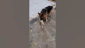 كلب ياكل قطه اذا قلبك ضعيف لا تشاهد فيديو 