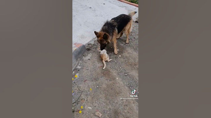 كلب ياكل قطه اذا قلبك ضعيف لا تشاهد فيديو