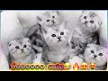 Funny and cute cats meow tv