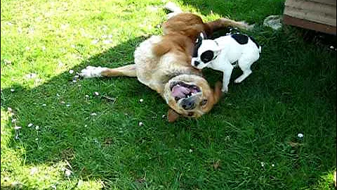 Coco (Bulldog frances ) ataca a Leon (mastin)