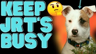 Keeping Your Jack Russell Terrier Busy  (+Why It's A Must)