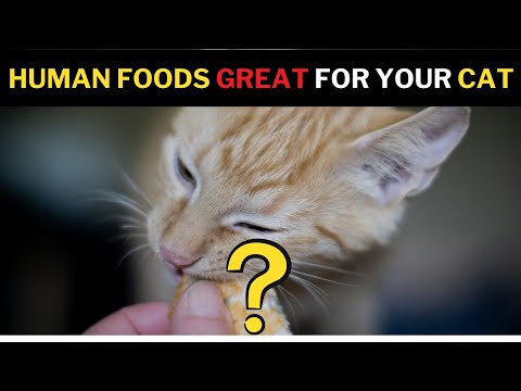 ვიდეო: შეიძლება თუ არა კატებს კრეკერის ჭამა?