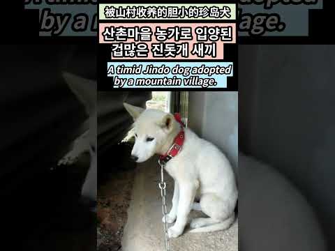 산촌마을 농가로 입양된 겁이 많은  진돗개 새끼..A timid Jindo dog adopted <strong>by</strong> a <strong>mountain</strong> village..被山村收养的胆小的珍岛犬.Jeonju 全州市