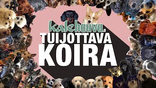 Kalevauva.fi - Tuijottava koira